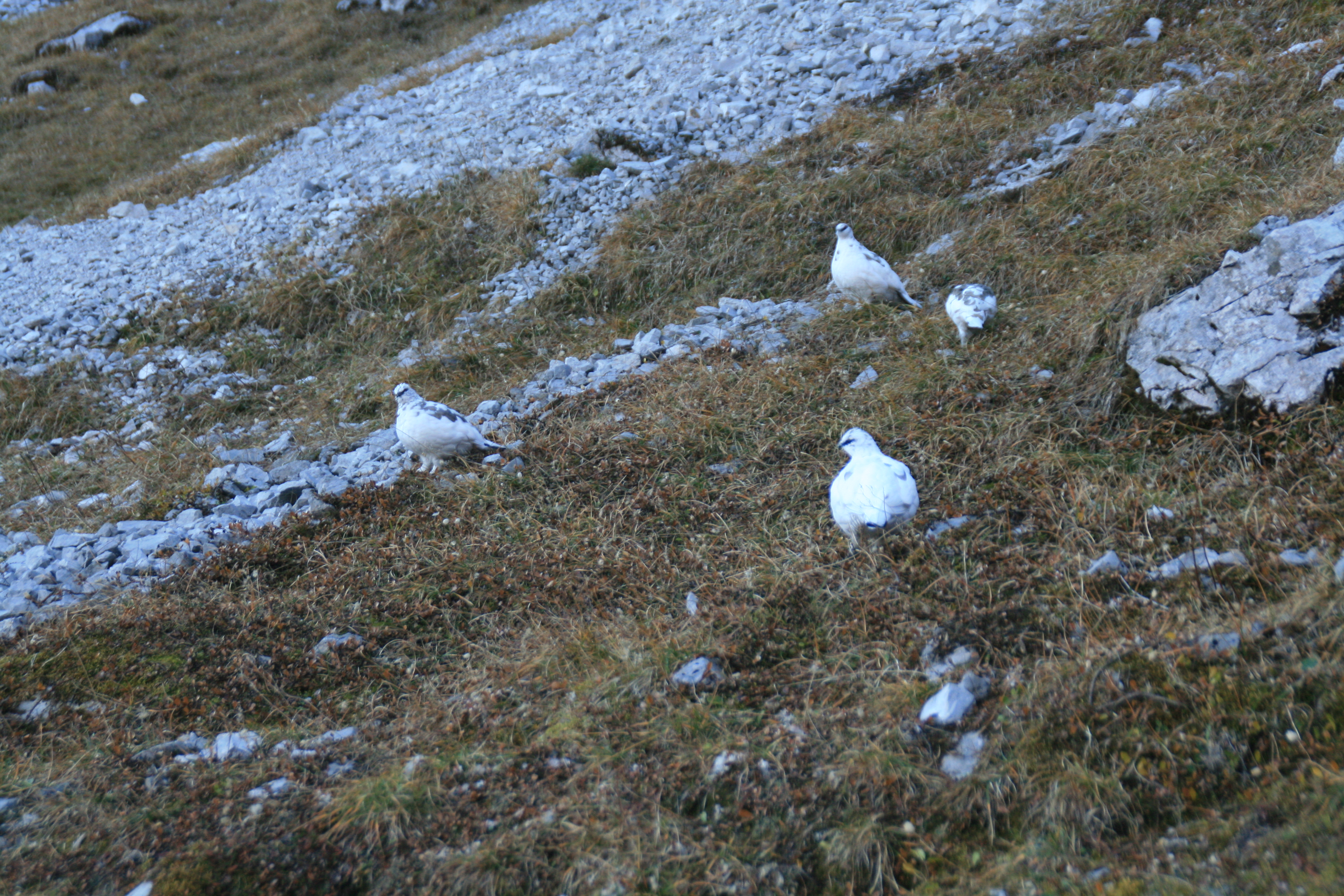 Schon fast im Winterkleid