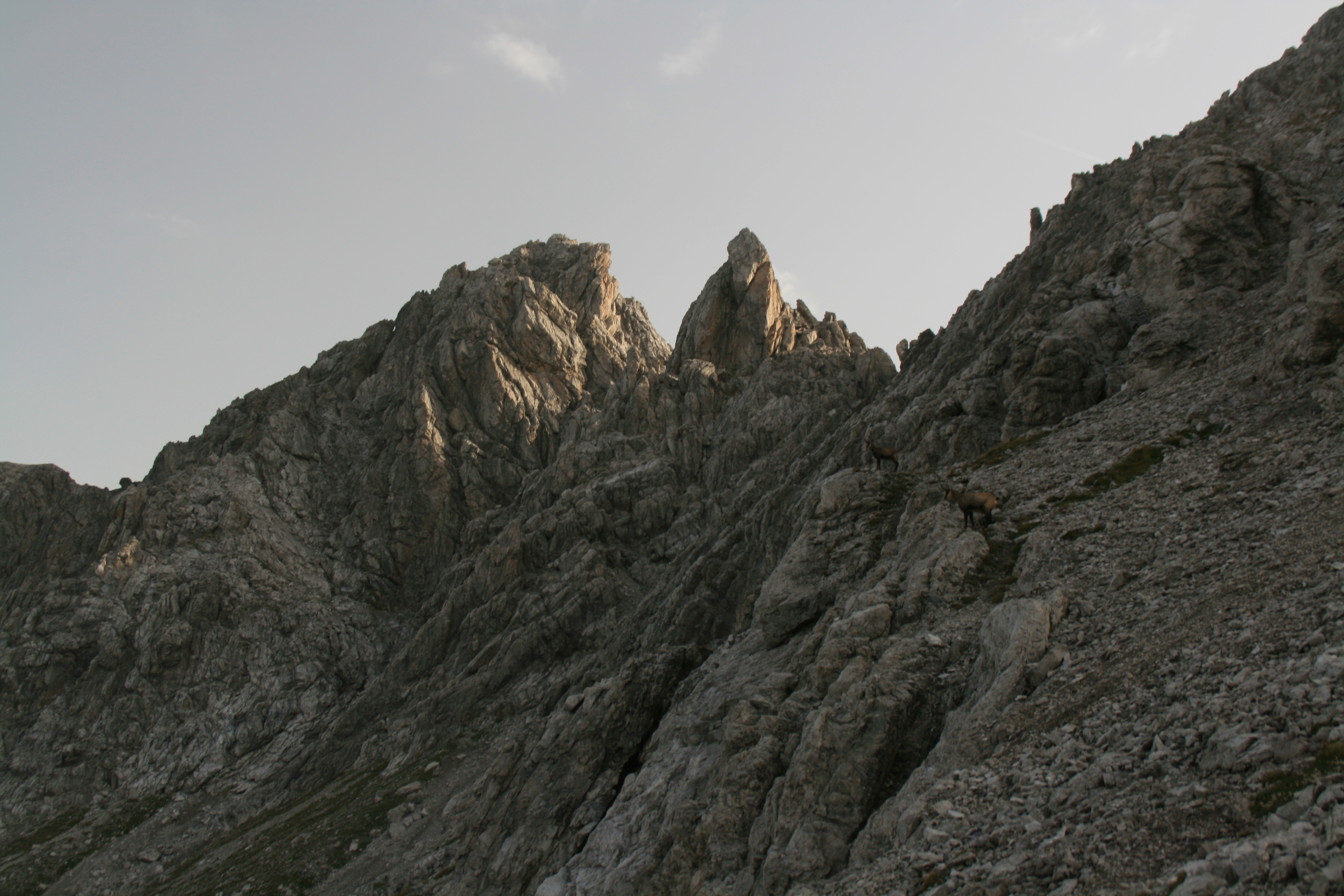 Suchbild mit Gämsen