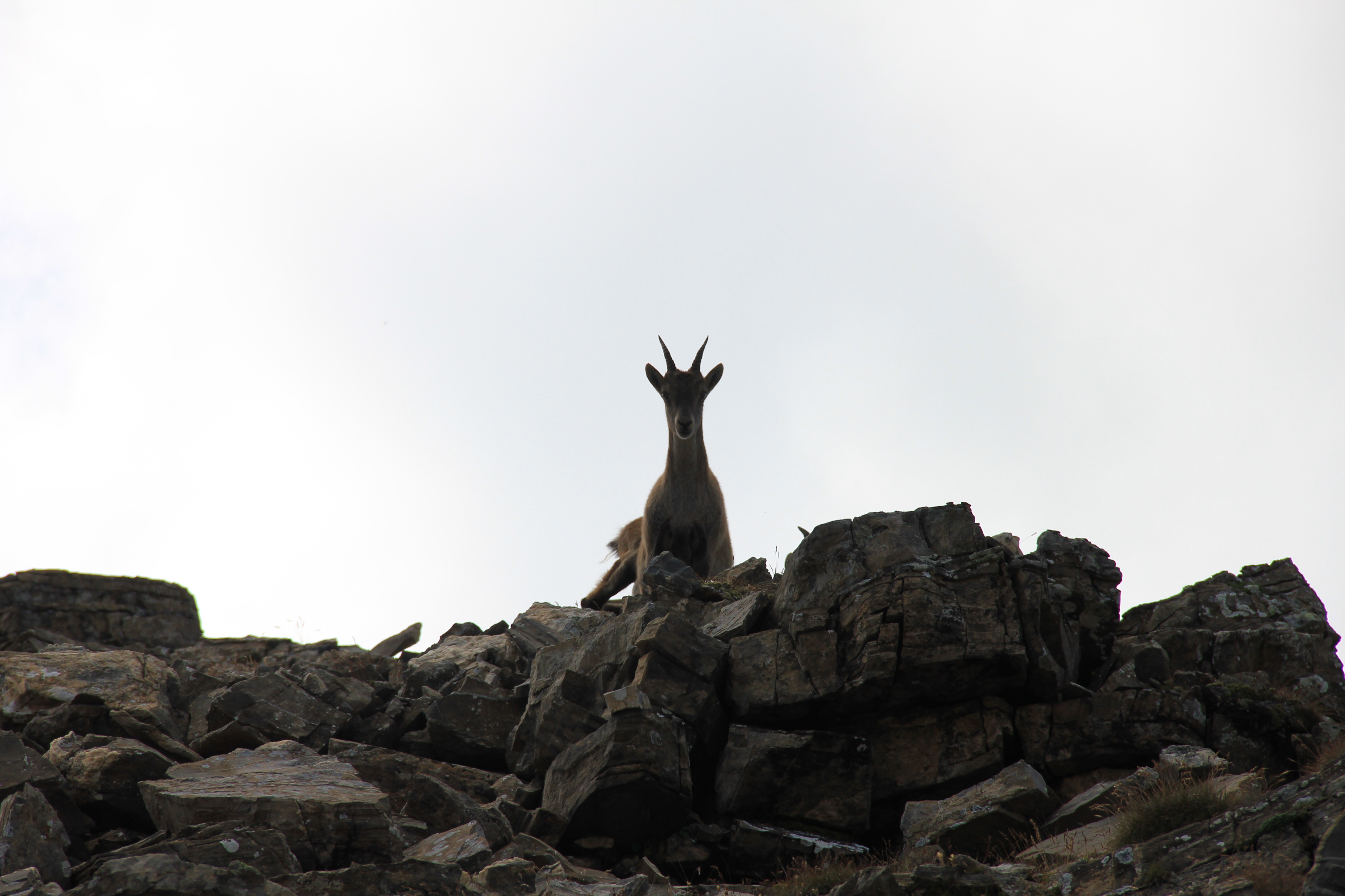 Misstrauische Blicke