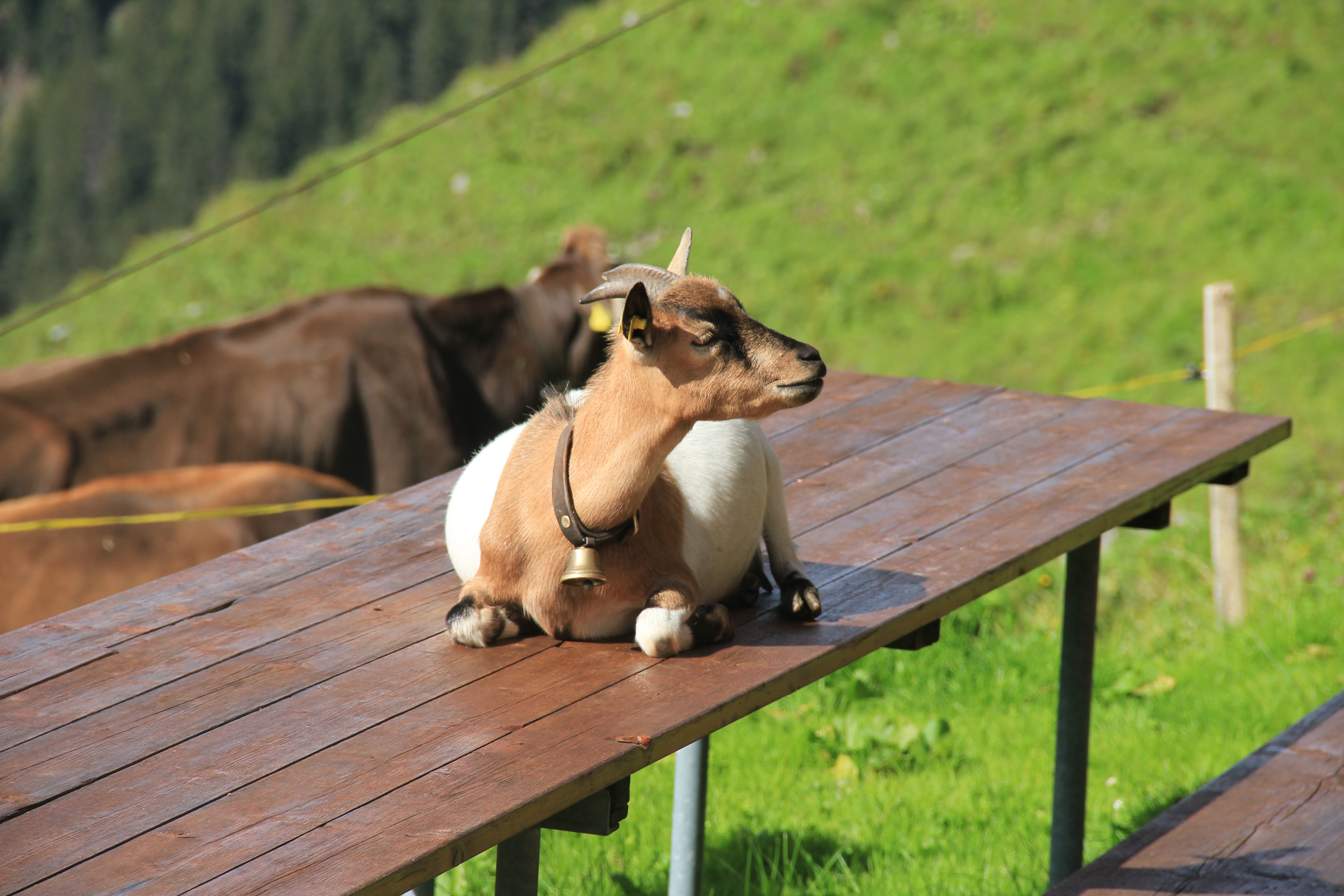 Endlich sind sie weg, diese Tagesgäste!