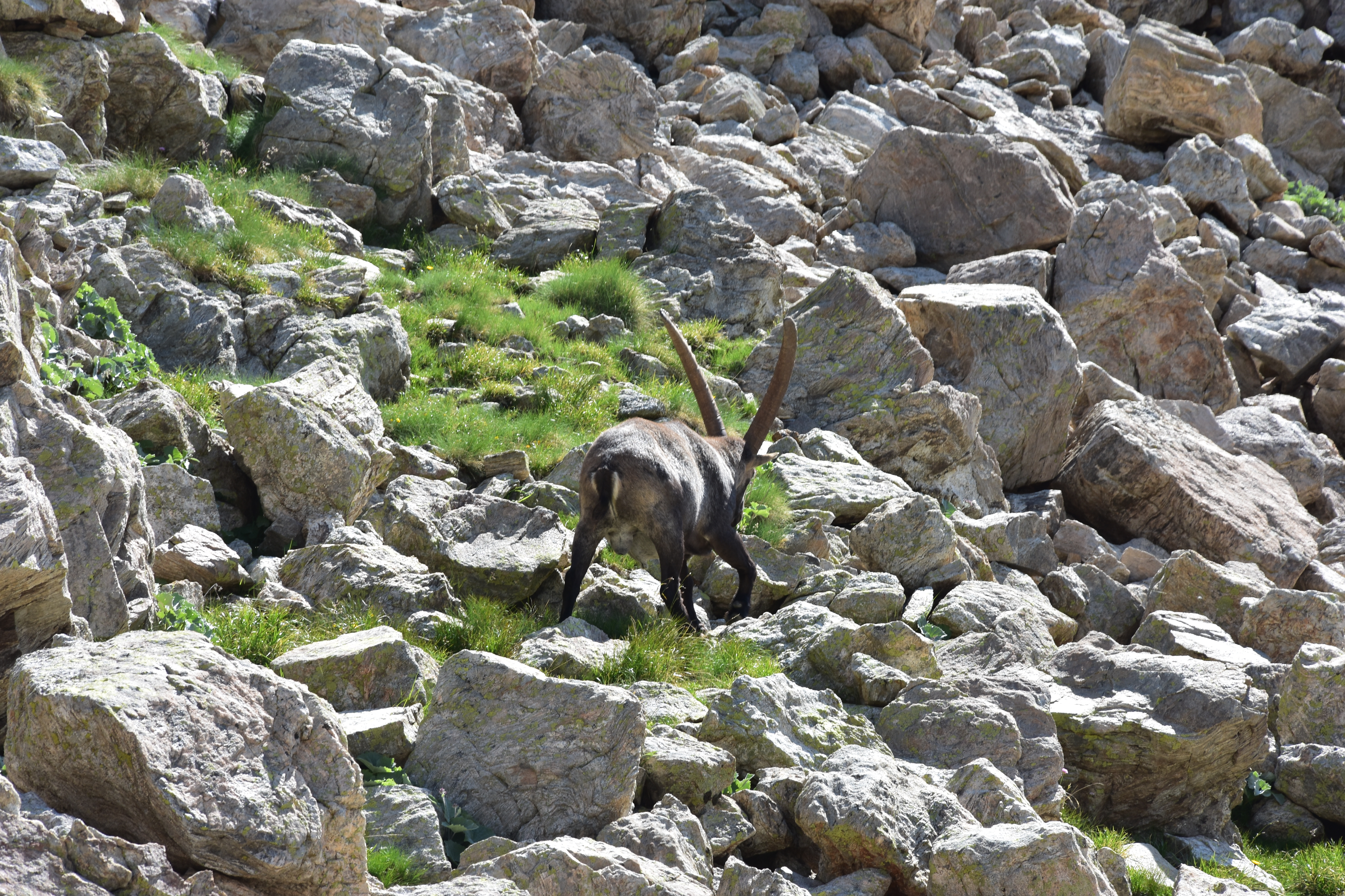 Offensichtlich der Boss