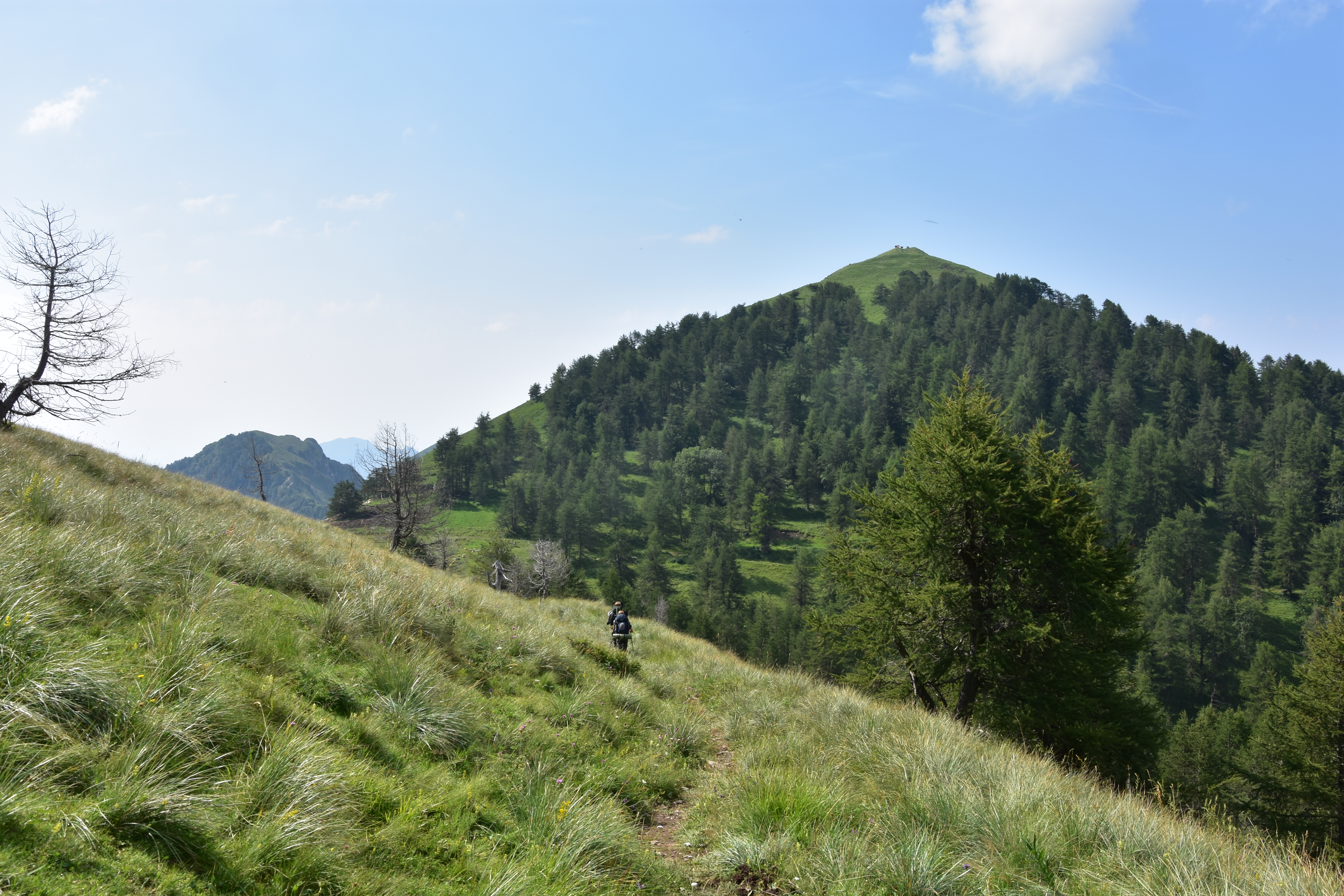 K&uuml;he auf dem Gipfel